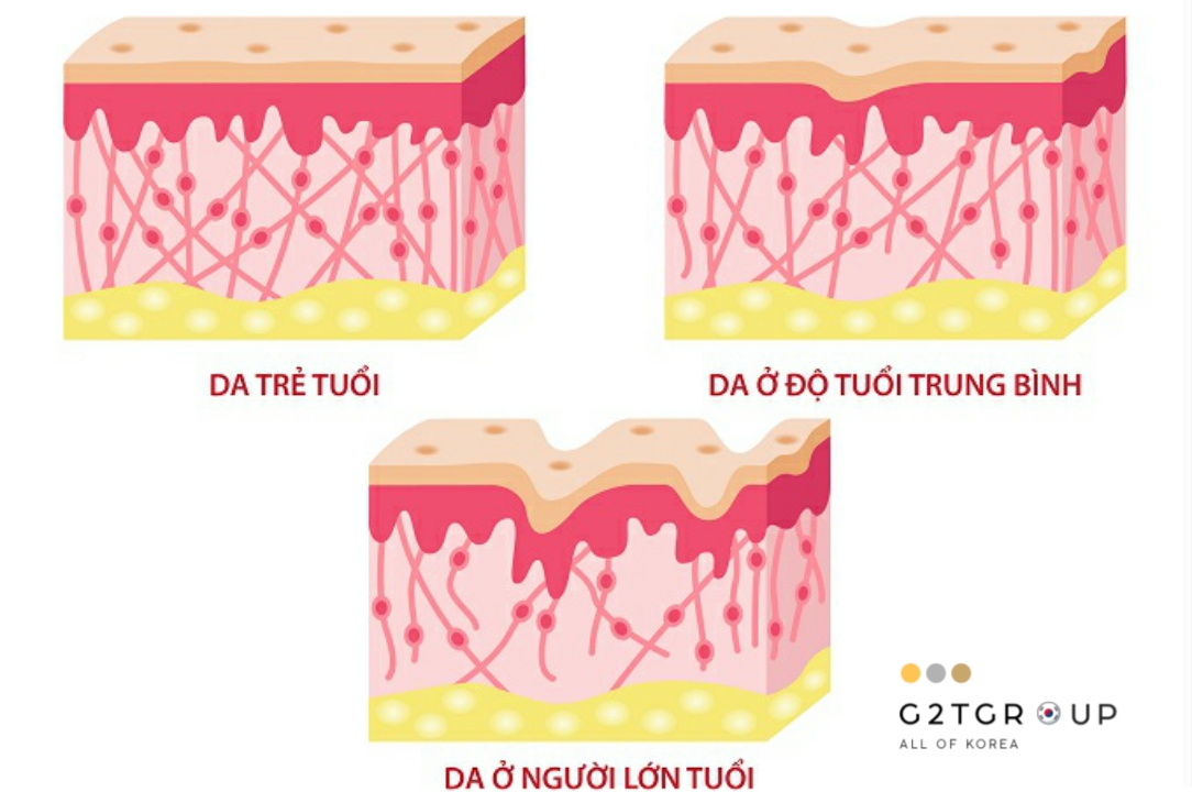Mật độ Collagen trong da